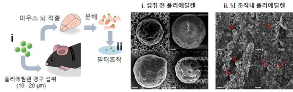 폴리에틸렌 미세플라스틱 섭취 실험 과정(왼쪽)과 실험쥐 뇌조직에서 전자현미경으로 관찰된 모습(오른쪽). (사진=한국원자력의학원)